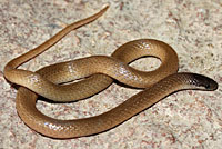 Flat-headed Snake