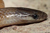 Flat-headed Snake