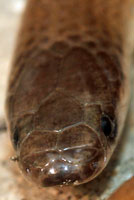 Flat-headed Snake