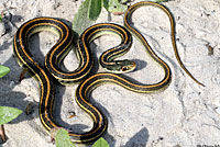 Gulf Coast Ribbon Snake