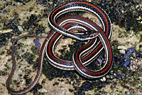 Red-striped Ribbon Snake