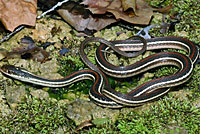 Red-striped Ribbon Snake