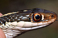 Red-striped Ribbon Snake