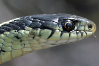 Red-sided Gartersnake