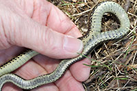 Red-sided Gartersnake