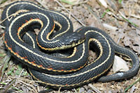 Red-sided Gartersnake