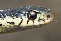 Red-sided Gartersnake