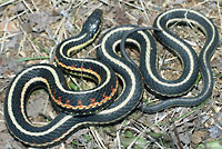 Red-sided Gartersnake