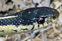 Red-sided Gartersnake