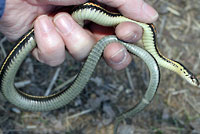 Red-sided Gartersnake