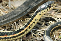 Red-sided Gartersnake