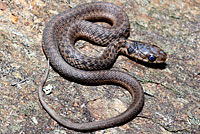 Eastern Gartersnake