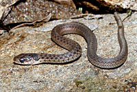 Eastern Gartersnake