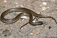 Rough Earth Snake