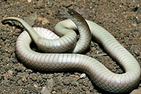 Rough Earth Snake