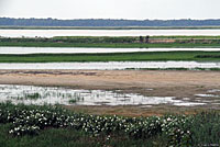 Eastern Painted Turtle Habitat