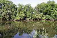 Eastern Painted Turtle Habitat