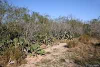 Texas Tortoise habitat