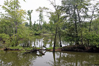 Yellow-bellied Slider habitat