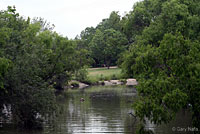 Eastern Musk Turtle habitat