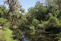 Florida Softshell habitat