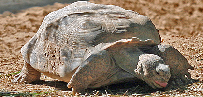 Florida Softshell