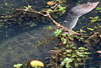 Florida Softshell