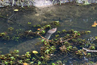 Florida Softshell