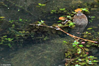 Florida Softshell