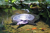 Florida Softshell