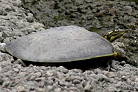 Guadalupe Spiny Softshell