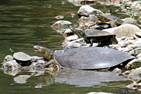 Guadalupe Spiny Softshell