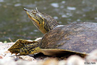 Guadalupe Spiny Softshell