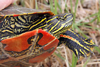 Western Painted Turtle