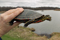 Western Painted Turtle