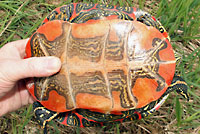 Western Painted Turtle