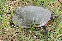 Western Painted Turtle