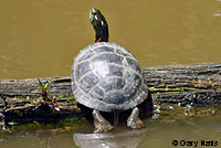 Eastern Painted Turtle