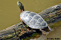 Eastern Painted Turtle