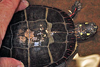 Eastern Painted Turtle