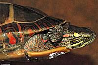 Eastern Painted Turtle