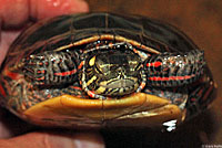 Eastern Painted Turtle