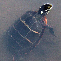 Eastern Painted Turtle