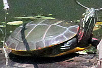 Eastern Painted Turtle