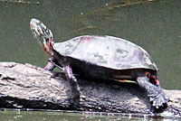 Eastern Painted Turtle