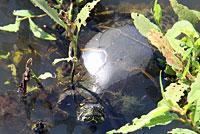 Eastern Painted Turtle