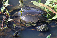 Eastern Painted Turtle