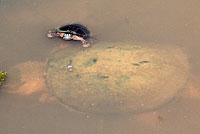 Eastern Painted Turtle