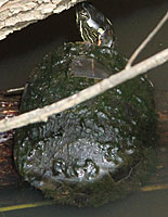 Eastern Painted Turtle