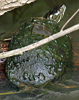 Eastern Painted Turtle